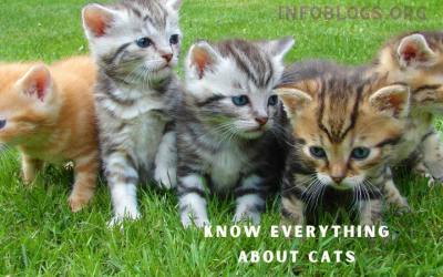 Know Everything About Cats