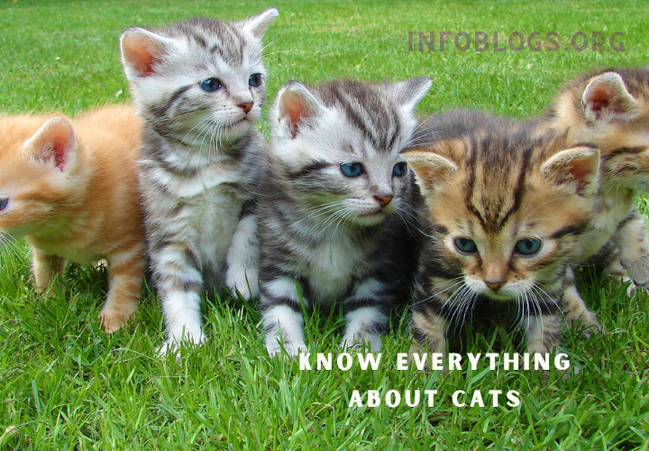 Know Everything About Cats